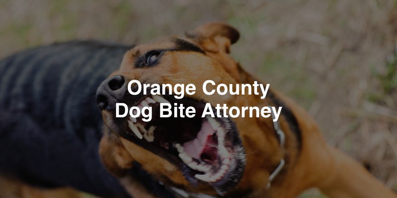 Orange County Dog Bite Attorney