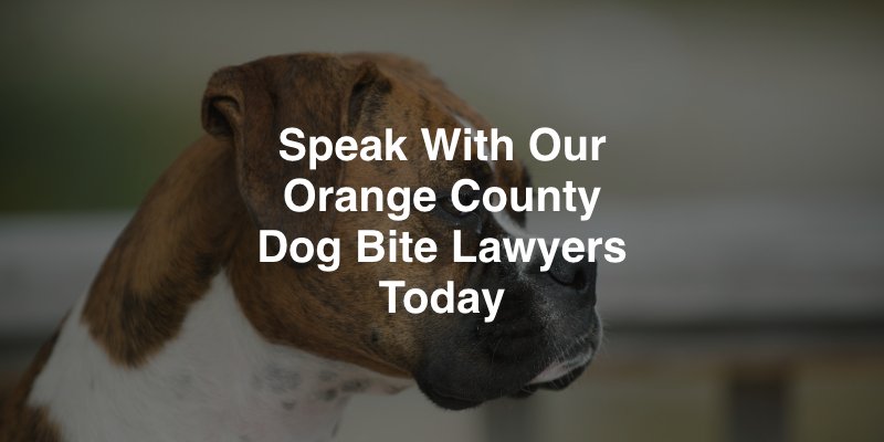 Speak With Our Orange County Dog Bite Lawyers Today